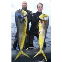 Dolphin Fish Northern NSW October 2018